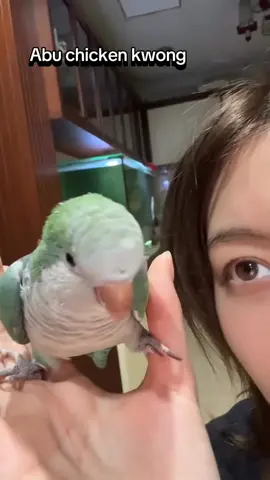 Abu Chicken Kwong 🙈❤️🫠🐦 Lingling deu um presente maravilhoso ORM e seu baby ❤️❤️🫠 #abuchicken #linglingkwong #lingorm #ormkornnaphat #babylove 
