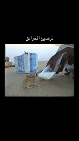 #اكسبلور #مقناص #صيد #صيد #الربع_الخالي_الرمله 