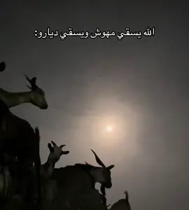 #مراح_بن_جبران #علي_العمري #ماشاءالله_تبارك_الله #غنم #ديار_خولان 