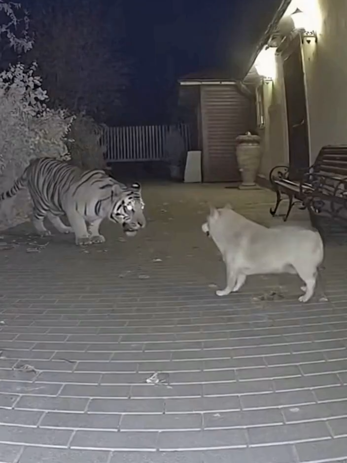 The brave cat saved the dog! #animals#viral#save#cat#dog#tiger#brave#fyp