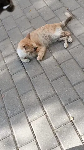 Allahım sən bütün xesde heyvanlara və insanlara Şəfa ver 
