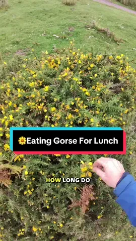 Probably good for you🤞 #jamslaag #gorse #dinner #nature #forage 