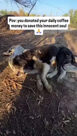 Friends!! URGENTLY 🆘🆘🆘 The owners of the estate on the edge of the village called. A wounded Alabai crawled to them. All bitten, emasted, broken teeth. There is a suspicion that the dog was used as a weed for fights. They were urgently taken to the @vet_dos clinic, now doctors are fighting for his life. The chances are small, but they are there. I really need help in buying drugs and treatment !!!!️ For everyone who wants to help our details Paypal link in bio--Donate The dog crawled to people for help. Let's help him survive#canada#uk#london#usa#dog 