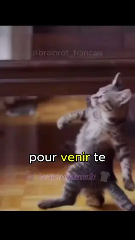 Venir me QUOI 😨 ??? #brainrot #dankmemes #humour #catmeme #chat 