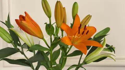 🧡 #fypシ゚ #explore #flowers #lilies 