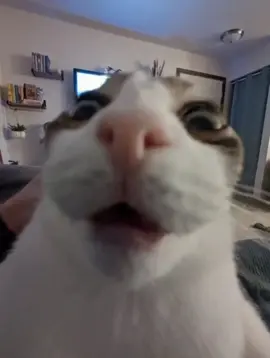 Send donations #cat #meme #georgieebom #funny #fyp 