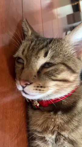 So cute #cutecat #pet #kucing #kitty #funny 