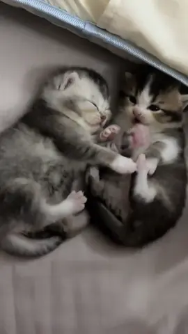 So cute #cutecat #pet #kucing #kitty #funny 