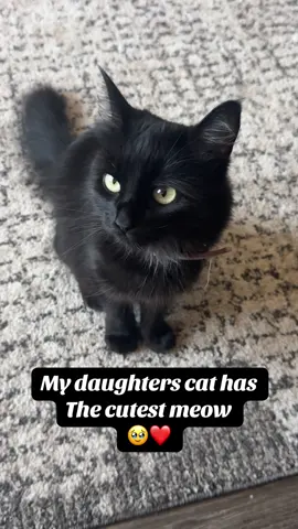 She so cute 🥰 @.  #cat #fyp #funny 