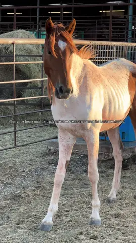 We’re on a mission to give 7 mustangs their FREEDOM BACK TODAY before they are loaded onto a semi truck and taken across the border to a slaughter plant. We have fundraised for TWO so far- we have $21,625 left to raise to save the other 5 🙏🏻 Please help us help them: ❤️ this post. ✈️ share. 💬 leave a note. 💰 make a donation- EVERY SINGLE dollar counts and adds up!!!!!! ⬇️How to donate⬇️ -   Donate on our website: tap the link in our bio & click the link”Bowie Auction Fundraiser” button! -   Venmo: @ Nirvana-Mustang-Sanctuary (NO profile picture and NO dash at the end!!) -   Zelle: (936) 661-7689 -   PayPal: Info@nirvanamustangsanctuary.org -   Cashapp: $NirvanaMustangSanct -   Check: Nirvana Mustang Sanctuary PO Box 10 Atlanta, TX 75551 Nirvana Mustang Sanctuary is a registered 501c3, all donations are tax deductible! EIN: 87-6699234