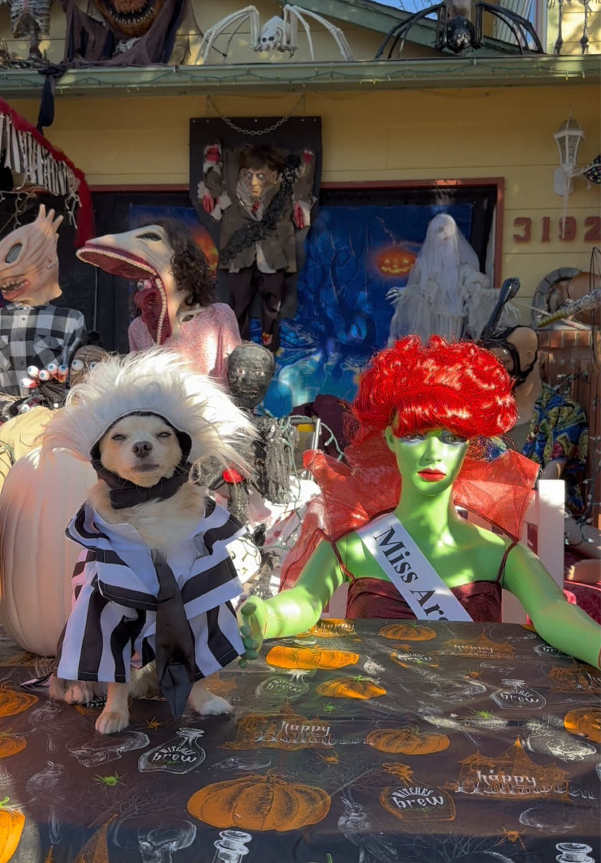 Halloween dog video! 💚🖤 #dog #halloween #halloweencostume #dogsoftiktok #funnydog 