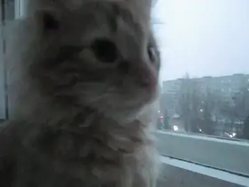 #cat #without_music #viral 