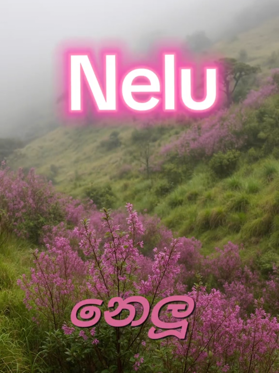 “Once in twelve years, nature reminds us of patience and beauty — the Nelu blooms in silence, yet speaks to every heart.” 💜🌸 #NeluBloom #HortonPlainsMagic #SriLankaNature #NeluSeason #BloomOfPatience