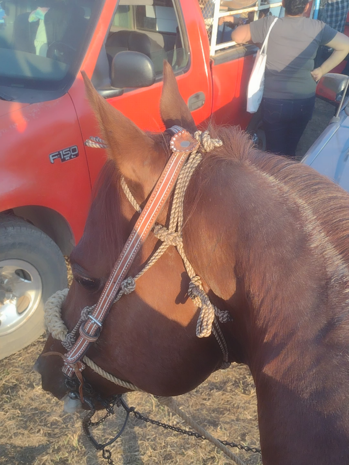 🗣️🗣️ . . . . #fypシ゚ #humor #caballos #paratiiiiiiiiiiiiiiiiiiiiiiiiiiiiiii 