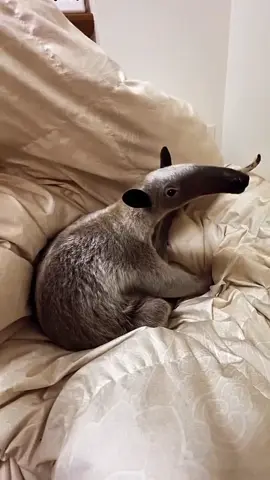 Comment your thoughts Double Tap & Tag your friends who need to see this cutie 💟 📷Credit: @itagure_teo_kobe ❤️ All credit goes to respective owners . . #anteater #tamandua #anteaters #anteatersofinstagram