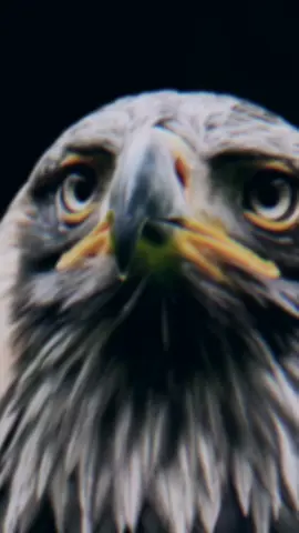 #جزائري🇩🇿 #اكسبلور #تونس🇹🇳 #العاقل #ريقل_راك_مريقل👌🏻🇩🇿🦅 