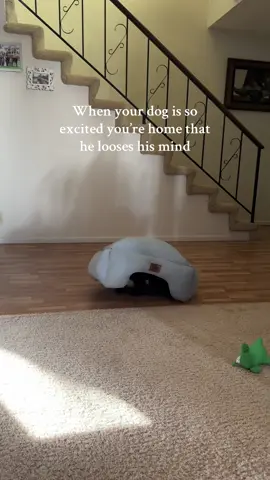 When your dog is so excited you’re home that he looses his mind. I could not stop laughing. He’s been zooming all around and being a total menace. I love it. 😂 #sillydog 