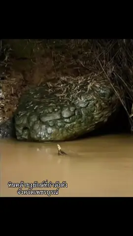 แตกตื่น พบหินคล้ายงูยักษ์  #หินงูยักษ์  #ภาพนิ่งสร้างรายได้  #เพชรบูรณ์ 