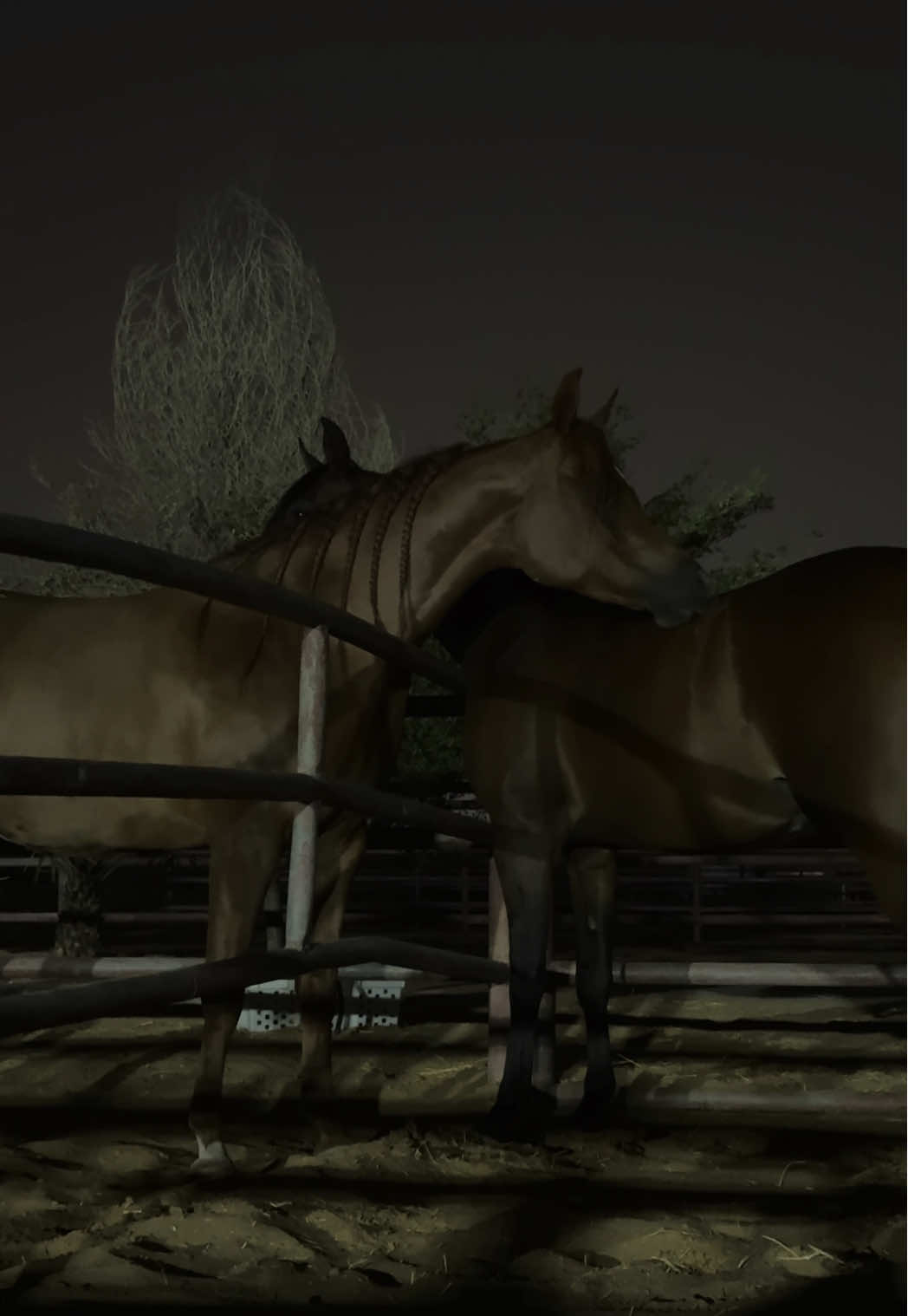 ✨ #horses #arabianhorse #night #blessed #mashallah 