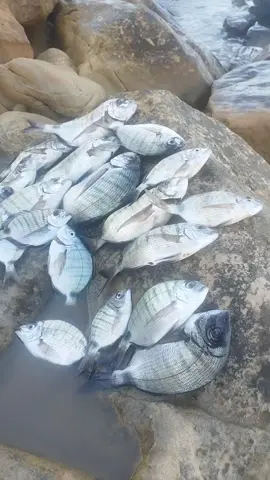 حصيلة اليوم. #سمك #tanger #الصيادين #morocco #LIVEwithlowfollowers 