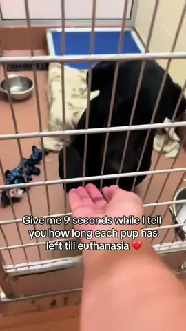 Any engagement helps 😔 #dogs #petlover #dogsoftiktok #friendship #goodboy 