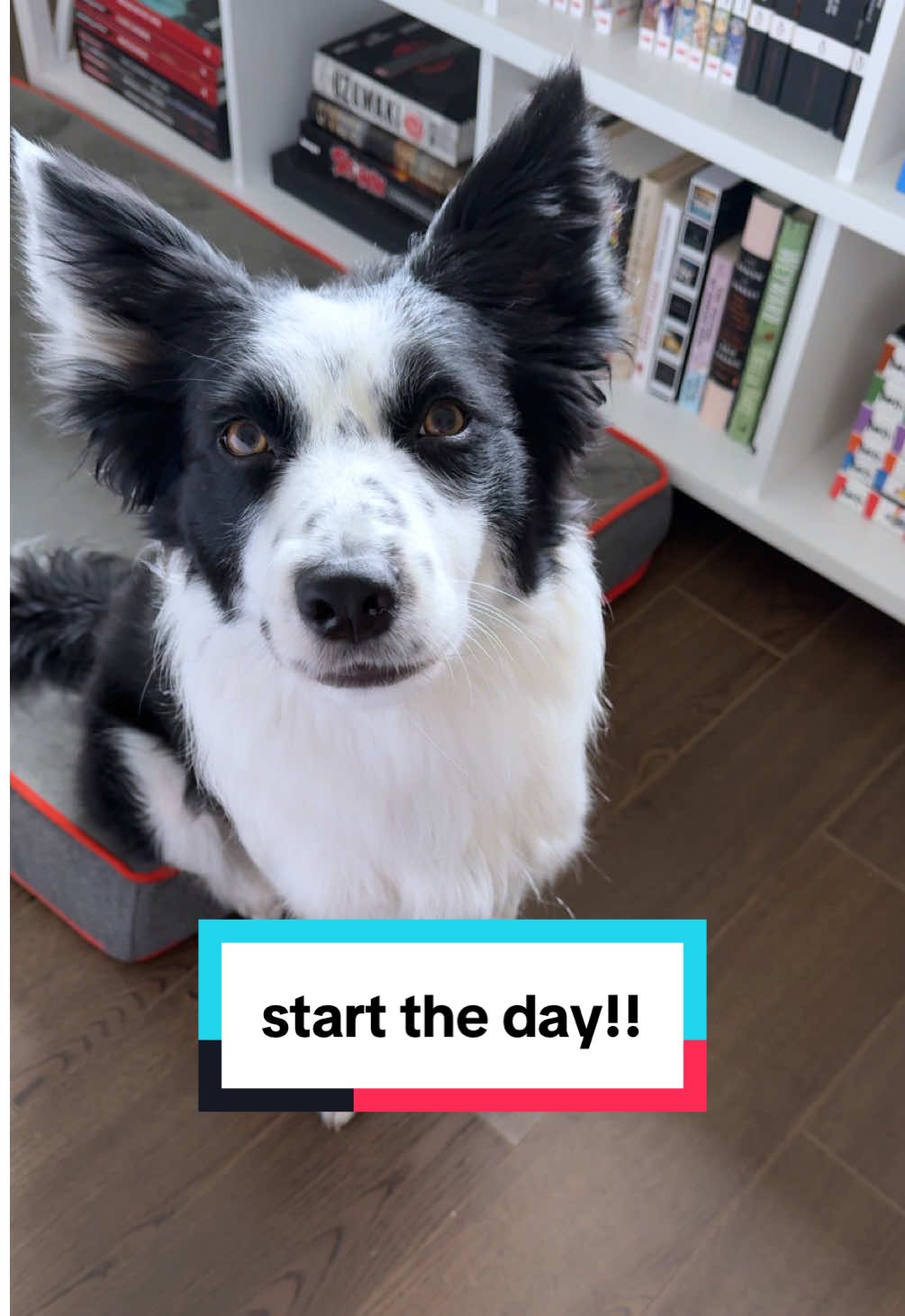 Mal says it’s Monday get up #bordercollie #rescuedog #dogdad #puppy 