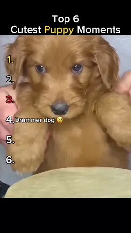 Ranking the Cutest Puppy Moments 🥹 #puppies #ranking #top5 