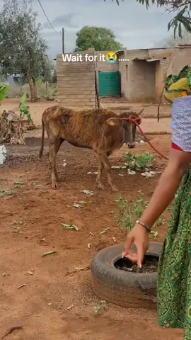 Phara lenkomo😭 Anikho right nina #fyp #tiktoksouthafrica #satiktok #mzansitiktok #viral 