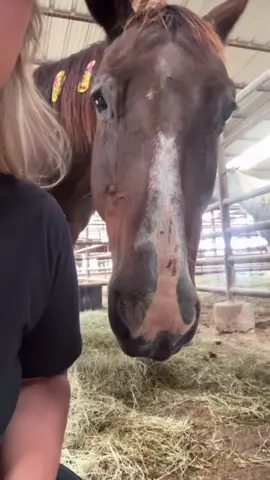 “LINK IN BIO”  This girl is on the Direct Ship list & she will ship if we can’t get her out of here. We need to get her to the vet ASAP. She is struggling to breathe, she may need a surgery to fix this. We are starting a fundraiser now. We don’t have a lot of time. Please HELP 🙏🏼