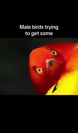 Look what a hot body can do 😂 #ayrastarr #birds #hotbody #birdmatingdance 