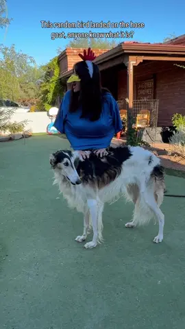 FUN FACT: the second noise @tinajojo made was because she thought she was gonna fall. Happened to also be a great bird noise. Lol. #borzoi #bird #doglife #illusion #dogs   