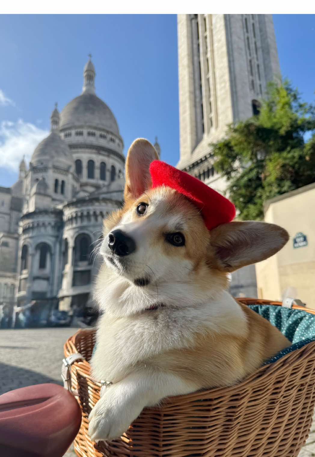 C’est pas Emily mais Gluten in Paris - ig : gluteninparis 🇫🇷🐶🥖 #emilyinparis #fyp #paris #gluteninparis 