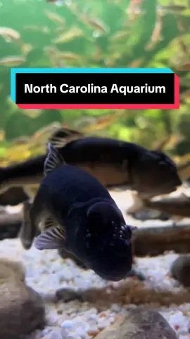 There’s few other places I experience this child like wonder 🥹 #northcarolina #aquarium #marinelife 