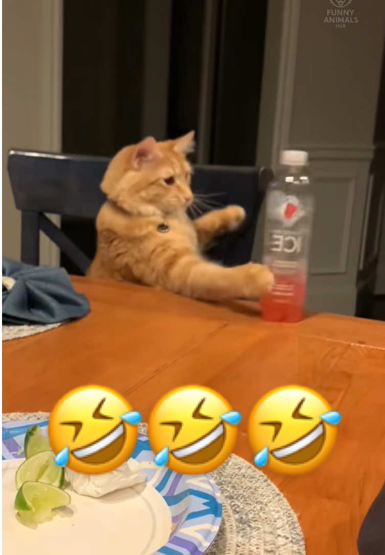 Rebel Cats in Action 😹 | Part 80 #cat #catsoftiktok #pets #funnyvideo #fyp 