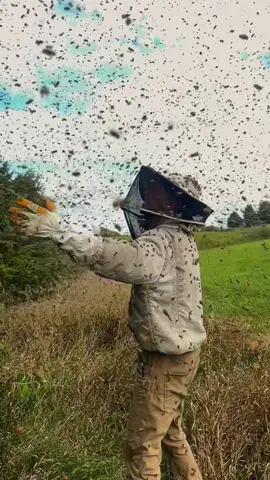 #beekeeping #bees #wildhoney #honey #farming 