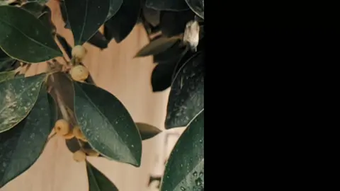 قرآن 🤍 / اية على المطر  تلاوت الشيخ / ياسر الدوسري  لايكاتكم ❤️