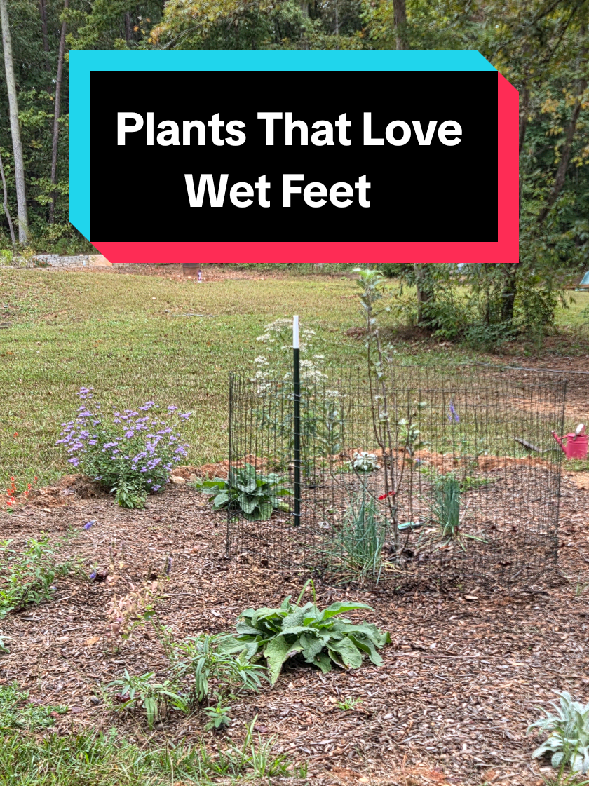 Transforming the wettest part of my guild into a rain garden 🌧️ Perfect spot for swamp milkweed & Siberian iris, both thrive in heavy clay and attract pollinators all season long. #raingarden #pollinatorgarden #foodforest #gardening #TikTokLearningCampaign 