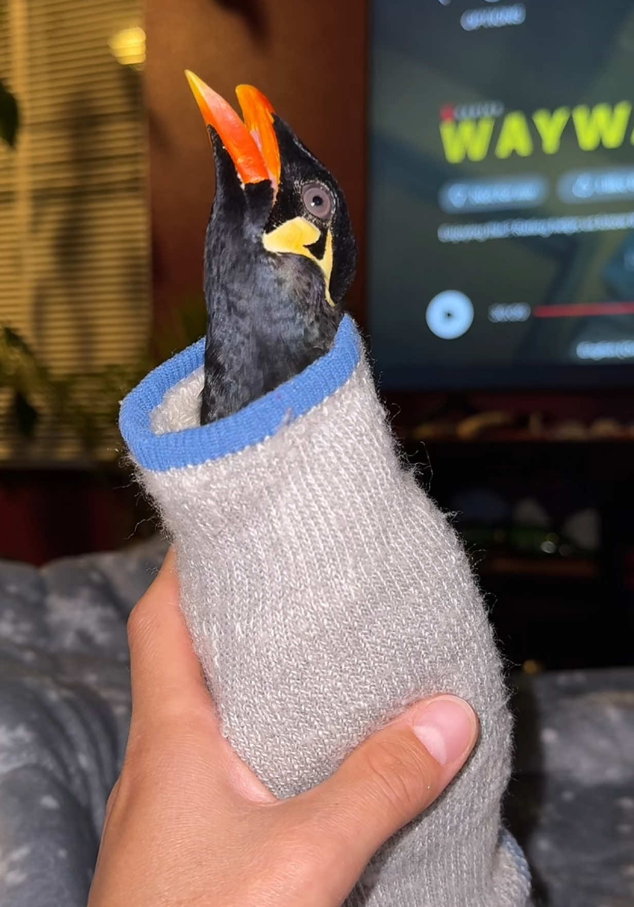 Argyle says “what the sawwwkk?” 🧦🗣️ #ArgyleTheMynah #talkingbird #birdsoftiktok #fyp #birdtok 