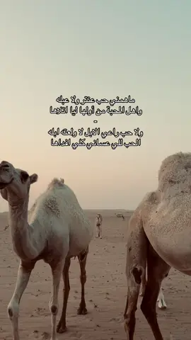#ماشاءالله❤️ #نياق🐪 #شواقه #explore #fyppppppppppppppppppppppp لايك.💐