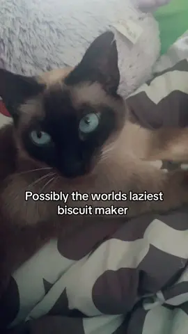 She’s quite sleepy #biscuits #kitty #cat #siamese 