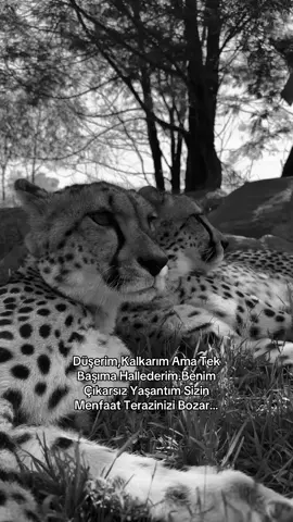 Tek başına yeter dediğin arkadaşını etiketle #keşfet #çita #aslan #kapaksözler #raconsözler 