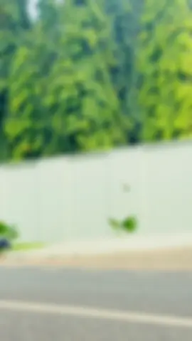 #creatorsearchinsights those chicken will not kill us 🤣🤣🤣🤣 #viralvideo #viral #video #fyp #videotrend #tiktoktrend #dance #liberiatiktok🇱🇷 #nigeriantiktok🇳🇬 