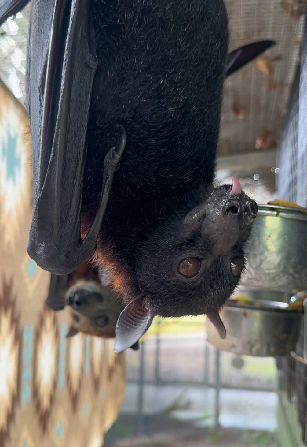 Meal time with Malayan Flying Fox girls, Elmira and Bellatrix! 🦇😋🦇 #animals #bats #cute #fypシ #nonprofit 