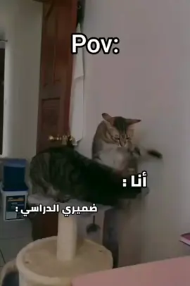 #ميمز_مضحكة #ميمز_مضحكة #ميمز 