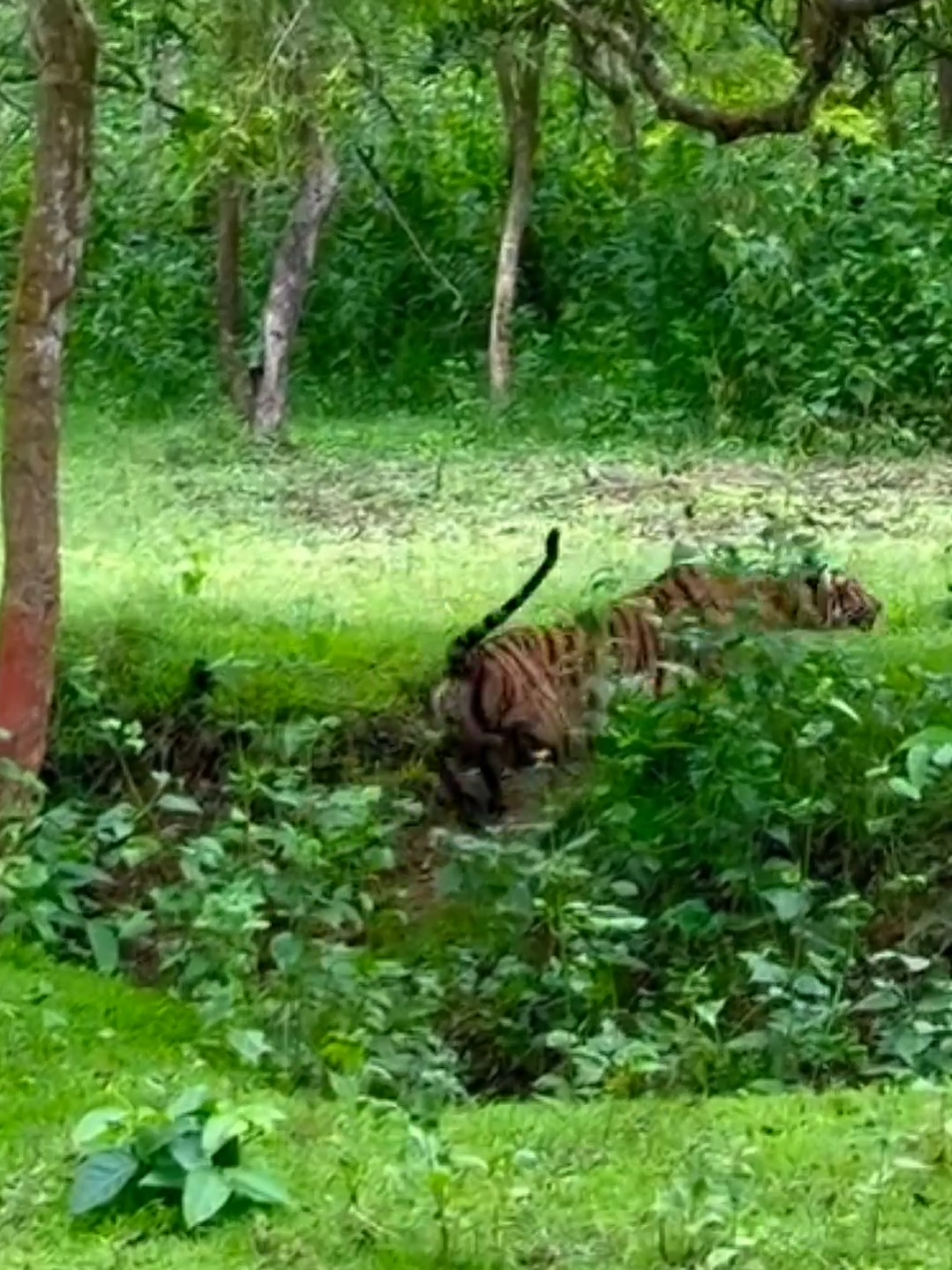 Wonderful attack of jaguar on Monkeys - animalworld - wildlife  #wonderfulsounds #animals #wildlife #animalworld #foryoupage 