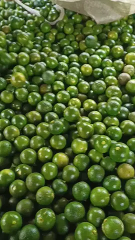 yang mau jeruksonkit yah jangan lupa dateng ke keranjang kuning kami jangan takut belanja di toko kami begeransi pengiriman jika barang rusak di jalan#jeruksonkit #tiktoklive #promomakan1010 #ardisonkit 