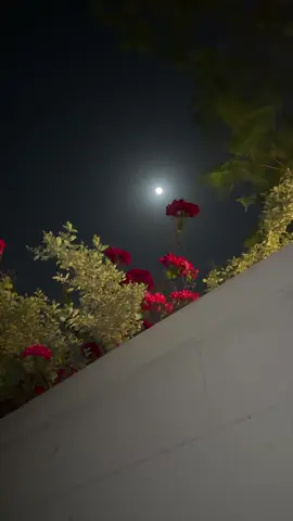 #চাঁদ🌙 🤍প্রিয় আপনি কতখানি দূরত্বে,  চাঁদ থেকেও কি বেশি? চাদঁ দেখি, তবুও আপনাকে কেন দেখি না.!🥺