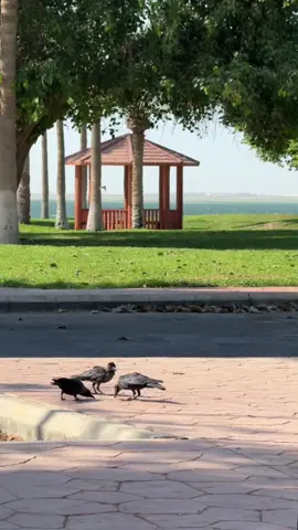 شاطئ دارين 🌳🕊️  #الجبيل_الصناعية #الجبيل #الشعب_الصيني_ماله_حل😂😂😂 #السعودية #الشرقية 