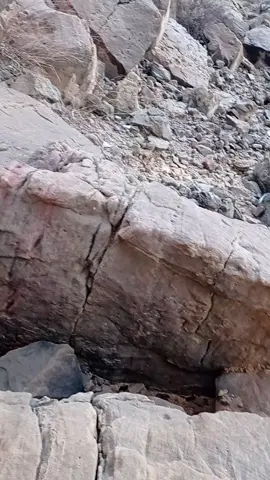 قرية لهيه محافظة شبوه