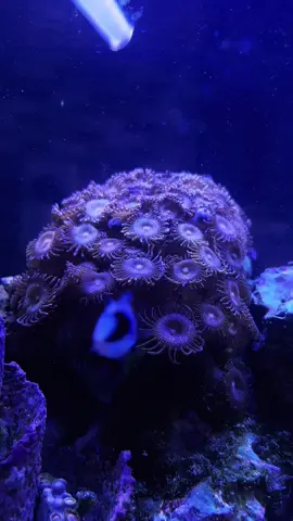 Please don’t mind my husband and I’s hobby lol i love taking videos of him feeding everything! #zoanthids #satisfying #coral #reefer #fishhobbyist 